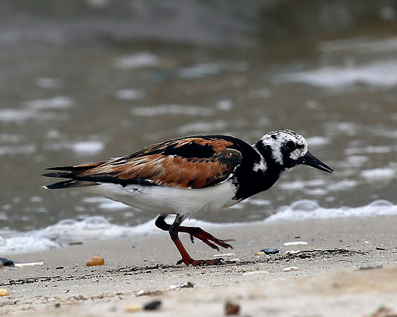 Ruddy Turnstone