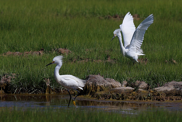 Snowy Egret