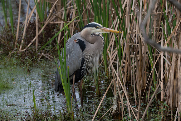 Great Blue Heron