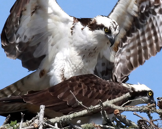 Ospreys Mating