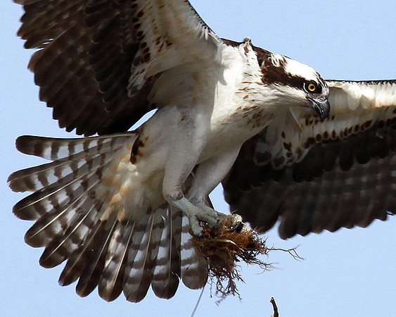 Courtship - Nest Building Test #1