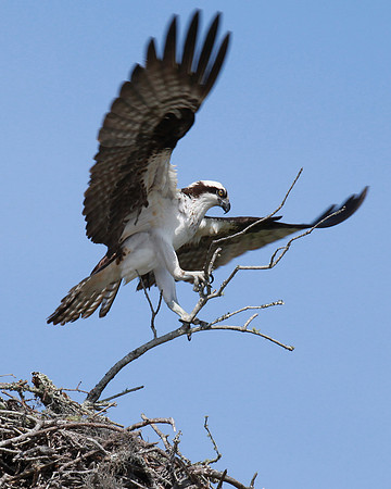 Courtship - Nest Building Test #2