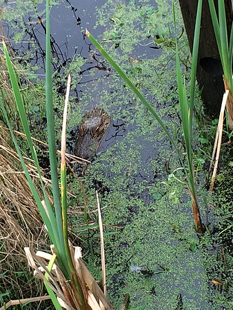 Baby Alligator