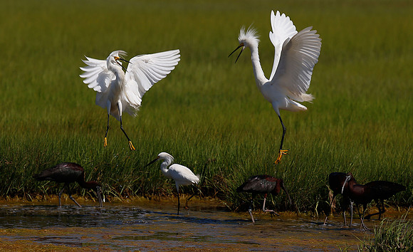 Snowy Egrets