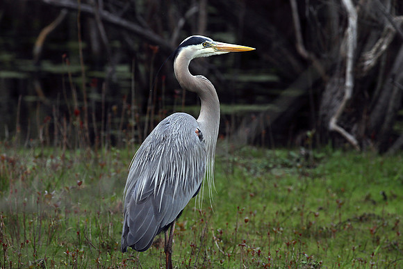 Great Blue Heron