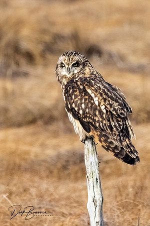 Short-Eared Owl