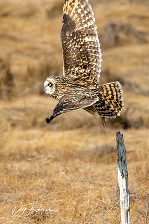 Short-Eared Owl