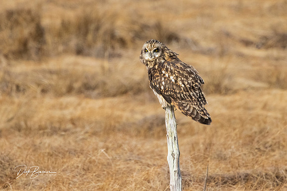 Short Eared Owl