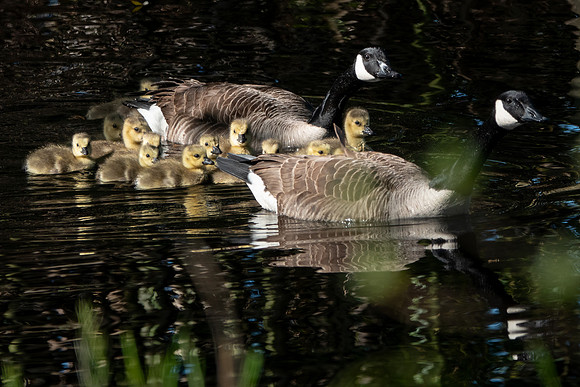 Canadian Geese with Gosslings