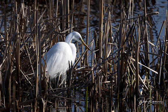 Great White Egret