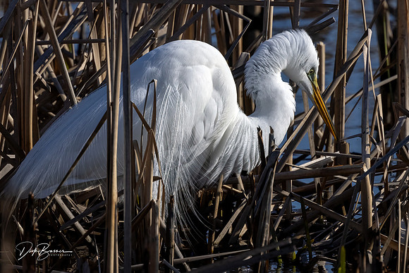 Great White Egret