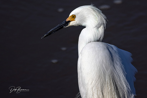Snowy Egret - Large