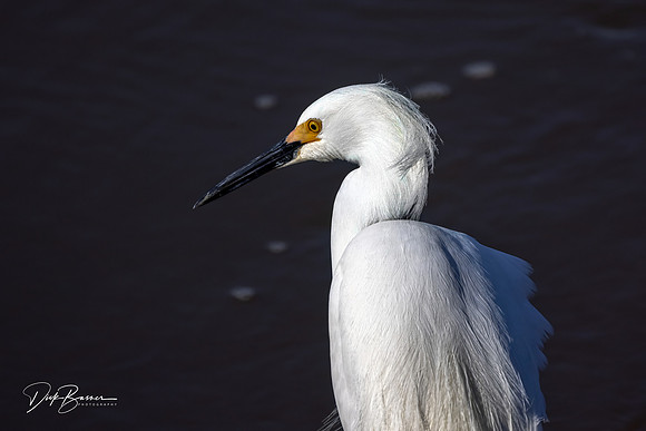 Snowy Egret
