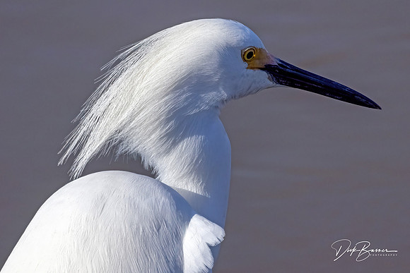 Snowy Egret