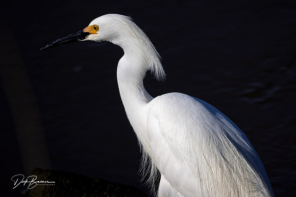 Snowy Egret