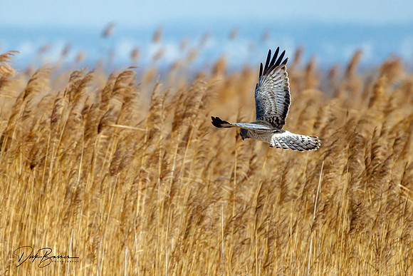 Male Northern Harrier (Grey Ghost)