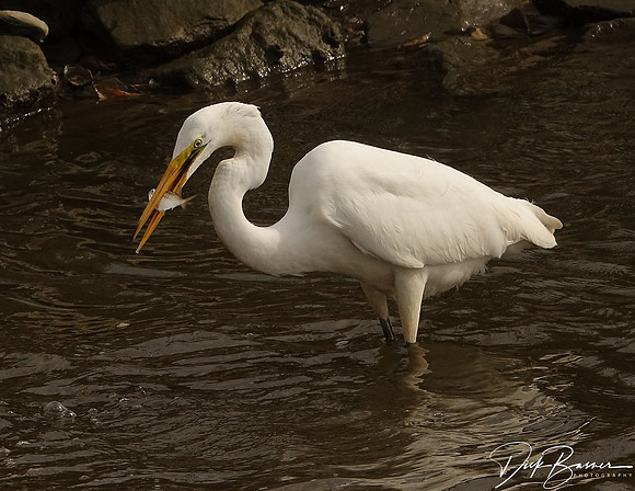 Great White Egret with Fish