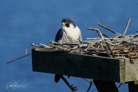 Peregrine Falcon on a Osprey Nest