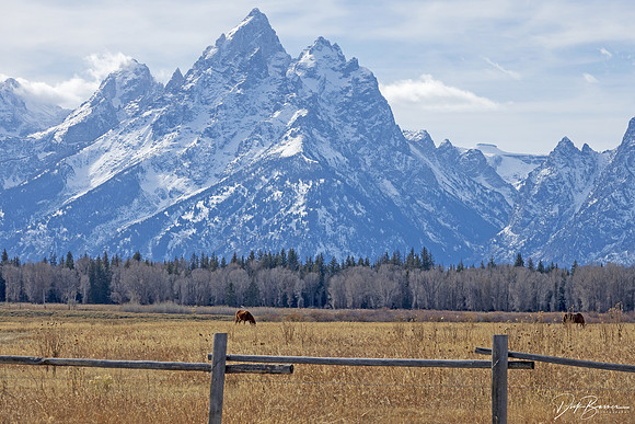 Horses and Grand Teton Mountains, Wyoming