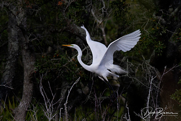 Great White Egret