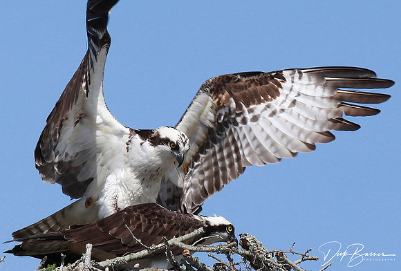 Mating Osprey