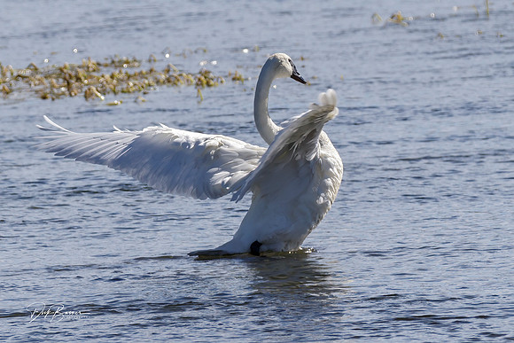 Trumpeter Swan, Yellowstone NP