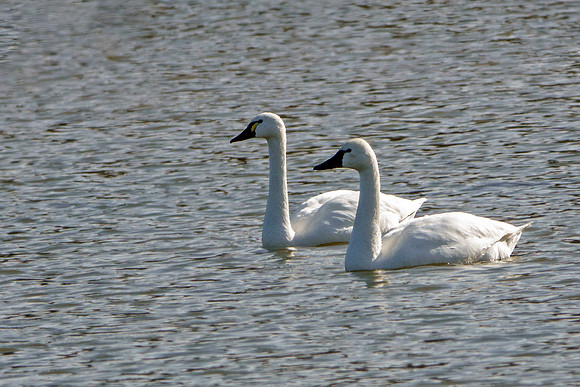Tundra Swans