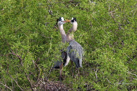 Courtship Behavior - Great Blue Herons