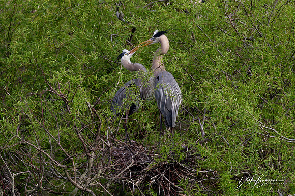 Courtship Behavior - Great Blue Herons