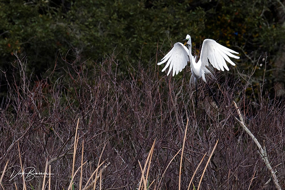 Great White Egret