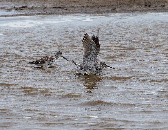 Lesser Yellowlegs