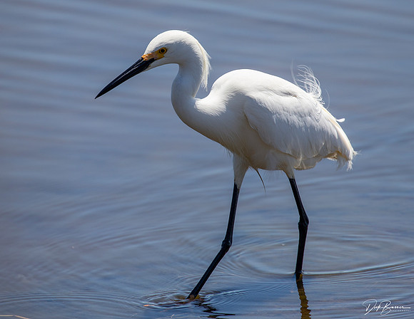 Snowy Egret