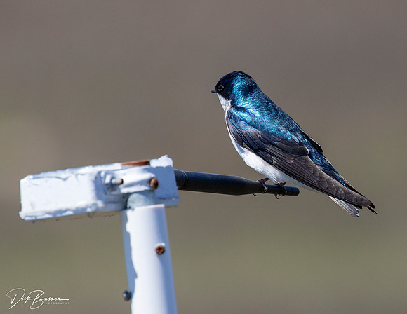 Barn Swallow
