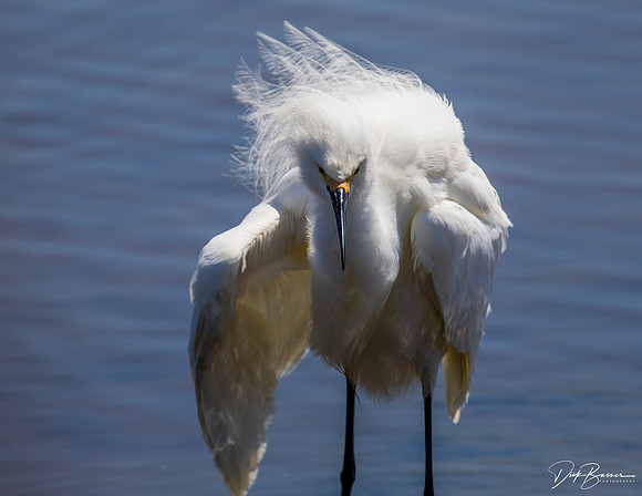 Snowy Egret