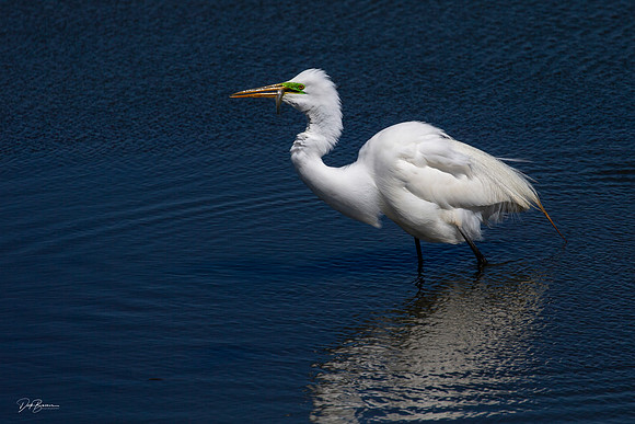 Great White Egret