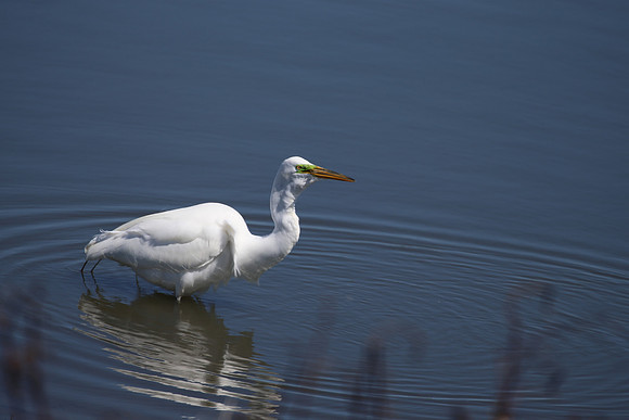 Great White Egret