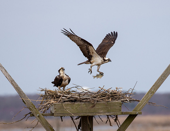 Osprey
