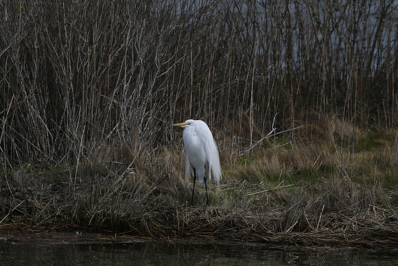 Great White Egret