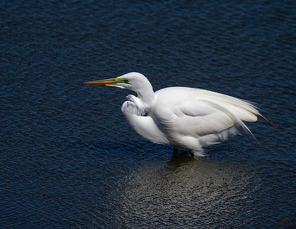 Great White Egret