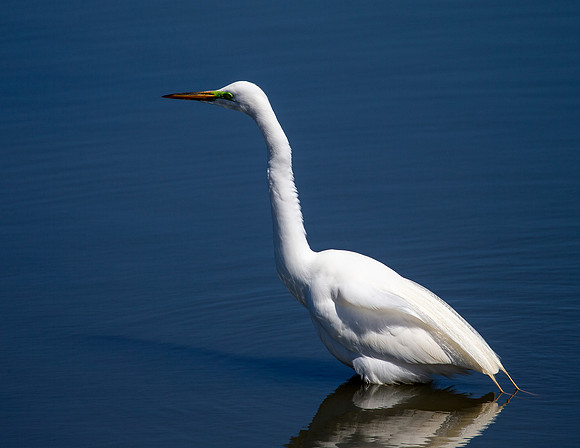 Great White Egret