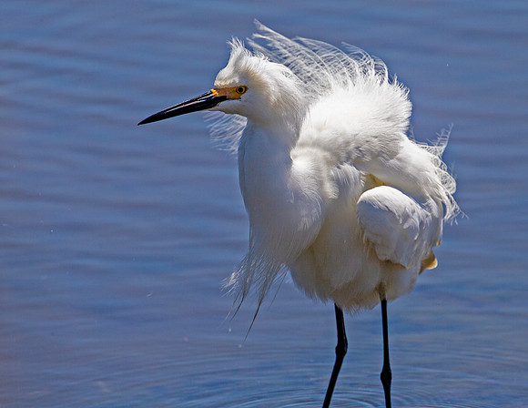 Snowy Egret