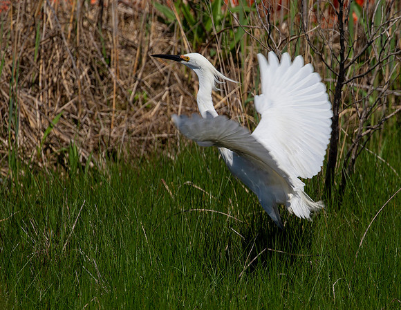 Snowy Egret