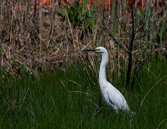 Snowy Egret