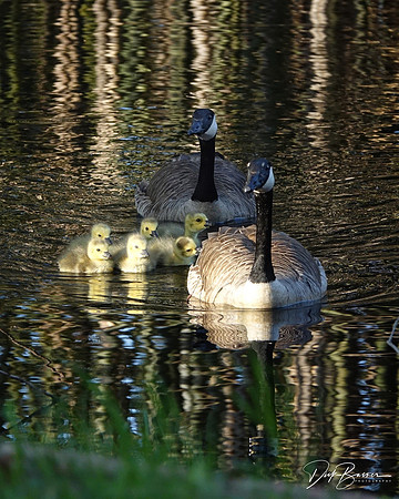 Canadian Geese with Gosslings