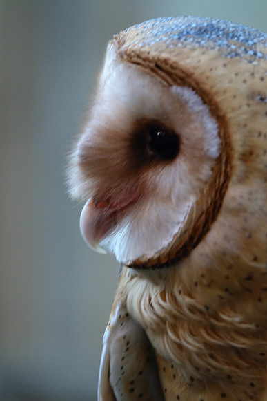 Barn Owl