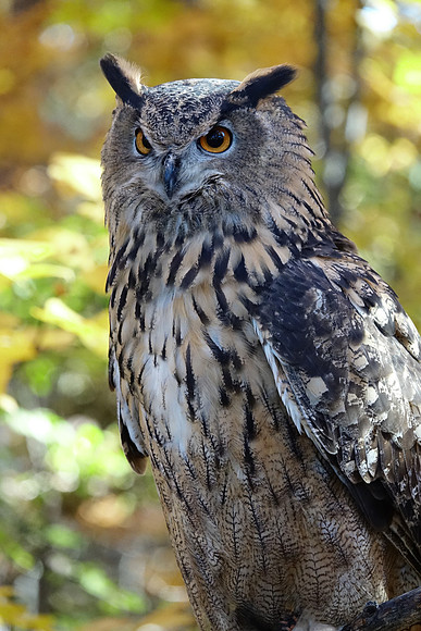 Long-Eared Owl
