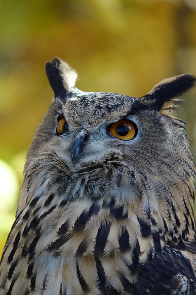 Long-Eared Owl