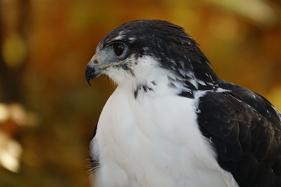 Sea Hawk