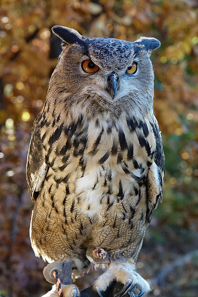 Long-Eared Owl