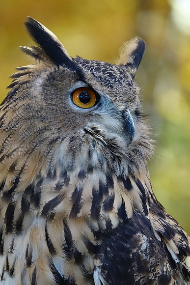 Long-Eared Owl